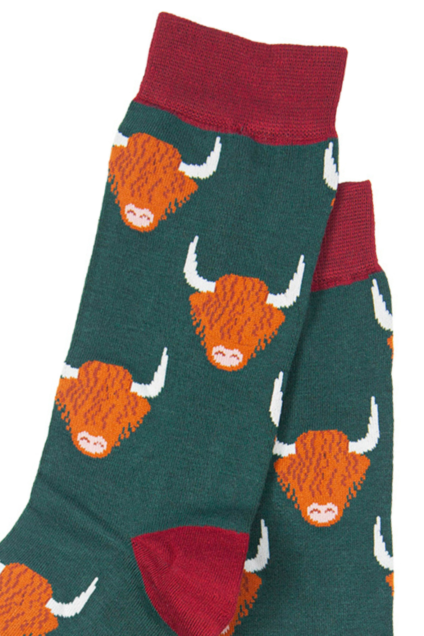 close up of the highland cows
